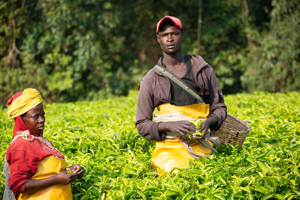 Rwanda Tea and Coffee Farm Tour